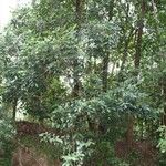 Soulamea fraxinifolia ശീലം