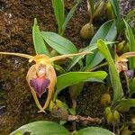 Bulbophyllum lobbii Blomst
