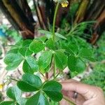 Oxalis tuberosa 叶