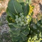 Asclepias latifolia