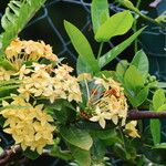 Ixora javanica Flower