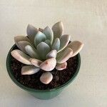 Pachyphytum oviferumLevél