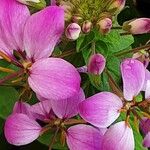 Cleome houtteana Blüte