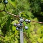 Cornus amomum Frukt