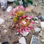 Anthyllis montana 花