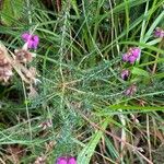 Erica cinerea Fuelha