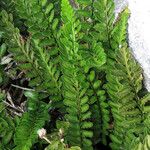 Asplenium marinum Leaf