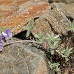 Lupinus sellulus Habit