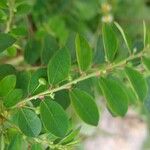 Phyllanthus tenellus Leaf