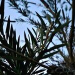 Melaleuca rugulosa Лист