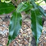 Syzygium floribundum Hoja