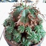Euphorbia pulvinata Ŝelo