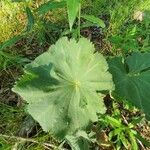 Alchemilla glabra Blad