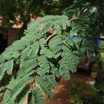 Caesalpinia coriaria Hoja
