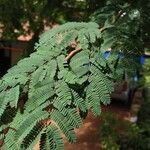 Caesalpinia coriaria 葉