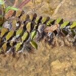 Salvinia molesta Leaf