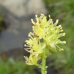 Tofieldia calyculata Fleur