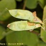 Vicia pisiformis Fruto