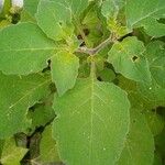 Solanum americanumBlatt