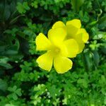 Oxalis pes-capraeЦветок