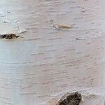 Betula utilis Bark