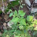 Cyanthillium cinereum Hoja
