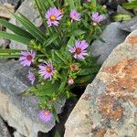 Symphyotrichum novi-belgiiFiore