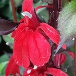 Lobelia cardinalis Fleur