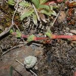 Alchemilla pinnata عادت