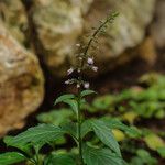 Ocimum carnosum Floare