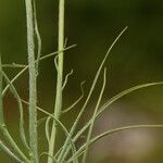 Gelasia hirsuta Leaf