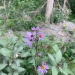 Symphyotrichum laeve Flower