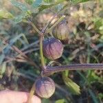 Physalis philadelphica Fruit