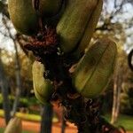 Aloe marlothii Frukto
