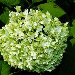 Hydrangea arborescens Flower