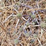 Eryngium creticum ফুল