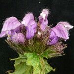 Phlomoides bracteosa Yeri