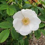 Rosa laevigata Λουλούδι