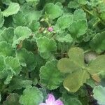 Erodium corsicum Yaprak