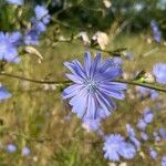 Cichorium endiviaFlower