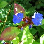 Ceratostigma plumbaginoides Deilen