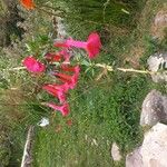 Cantua buxifolia Flower