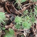 Petrosedum forsterianum Hoja