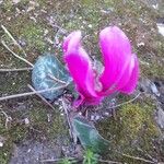 Cyclamen repandum Flor