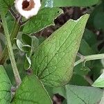 Clematis integrifolia Leaf