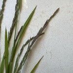 Muhlenbergia mexicana Flower