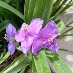 Tradescantia virginiana Blüte