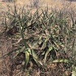 Aloe scabrifolia 葉