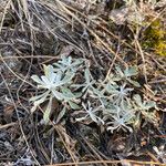 Antennaria parvifolia Feuille