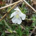 Galeopsis segetum फूल